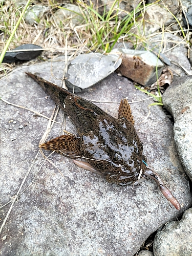 カジカの釣果