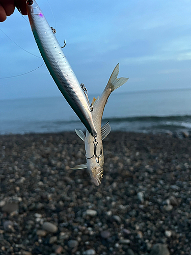 アユの釣果