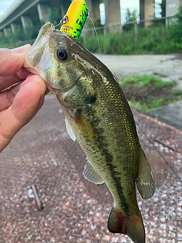 ラージマウスバスの釣果