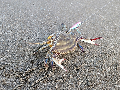 カニの釣果