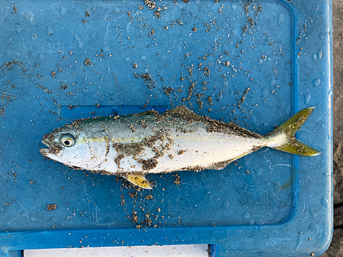 ワカシの釣果