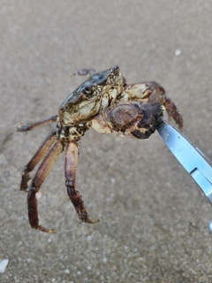 カニの釣果