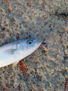 ハマチの釣果