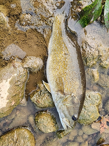 スモールマウスバスの釣果