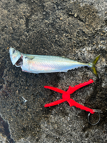 マサバの釣果