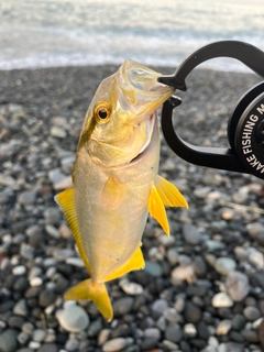 ショゴの釣果