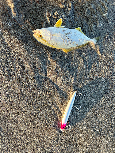 ショゴの釣果