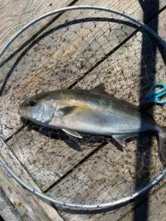 カンパチの釣果