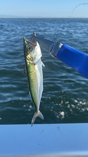 サゴシの釣果