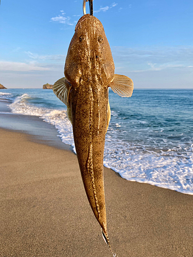 マゴチの釣果