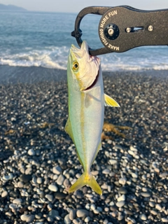 ワカシの釣果