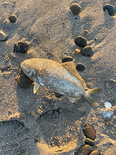 ワカシの釣果