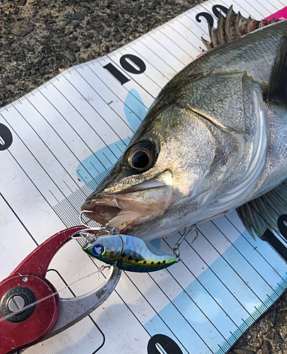 シーバスの釣果