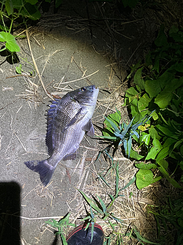 ウナギの釣果