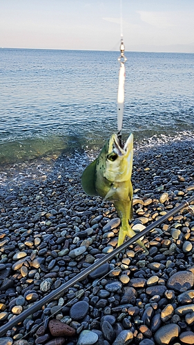 シイラの釣果