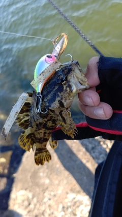 タケノコメバルの釣果