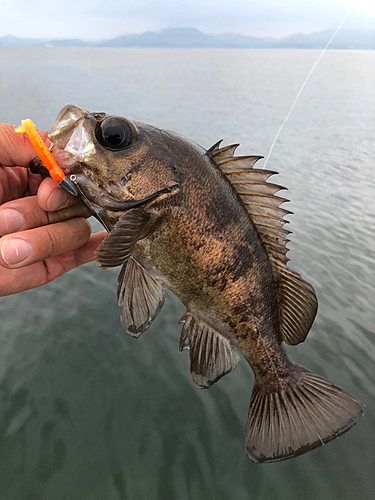 メバルの釣果