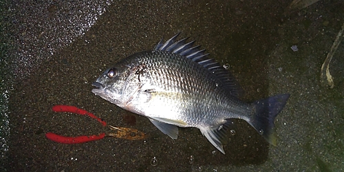 キビレの釣果