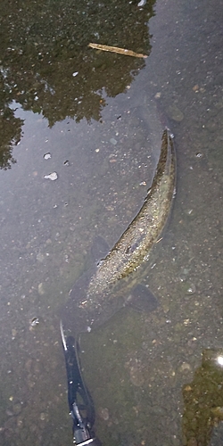 ナマズの釣果