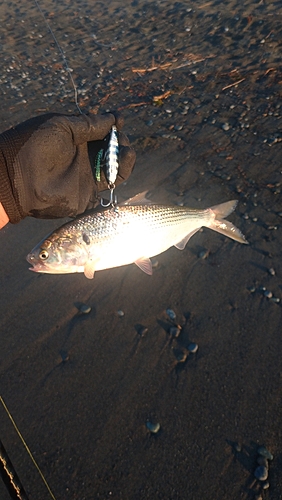 コノシロの釣果