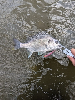 キビレの釣果