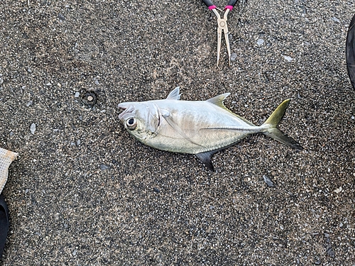 メッキの釣果