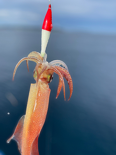 イカの釣果