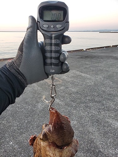 マダコの釣果