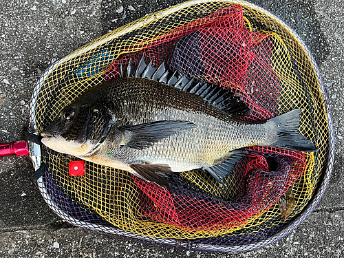 クロダイの釣果