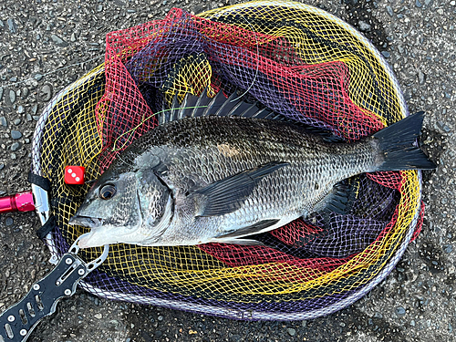 クロダイの釣果