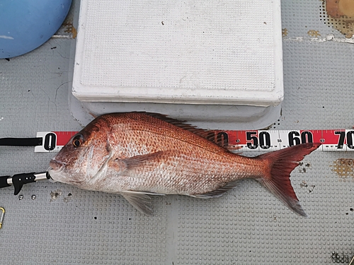 マダイの釣果