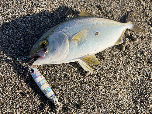 ショゴの釣果