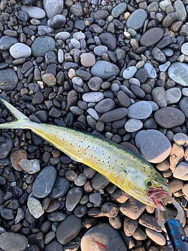 シイラの釣果