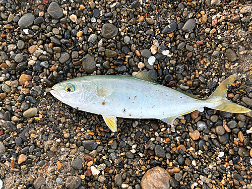 ワカシの釣果