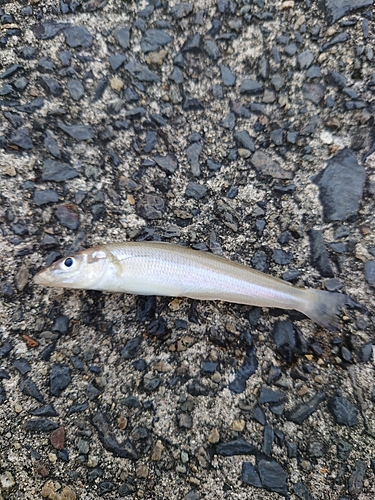 キスの釣果