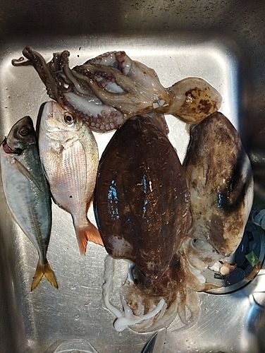コウイカの釣果