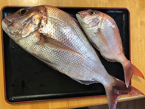 マダイの釣果