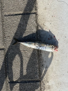サバの釣果