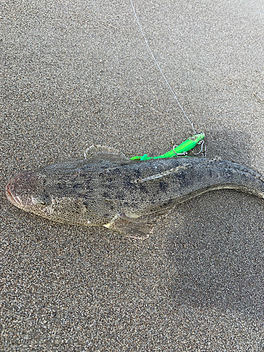 マゴチの釣果