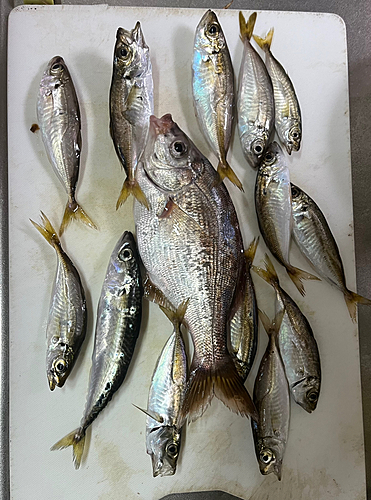 アジの釣果