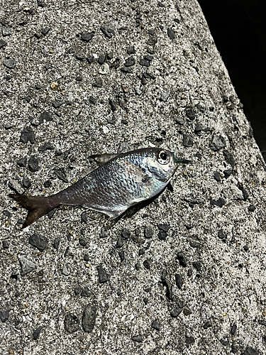 ハタンポの釣果