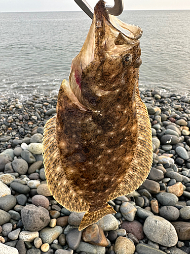 ソゲの釣果