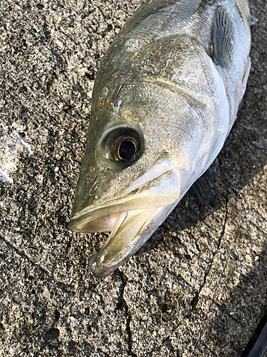 セイゴ（マルスズキ）の釣果