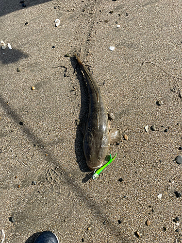 マゴチの釣果