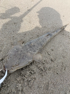 マゴチの釣果