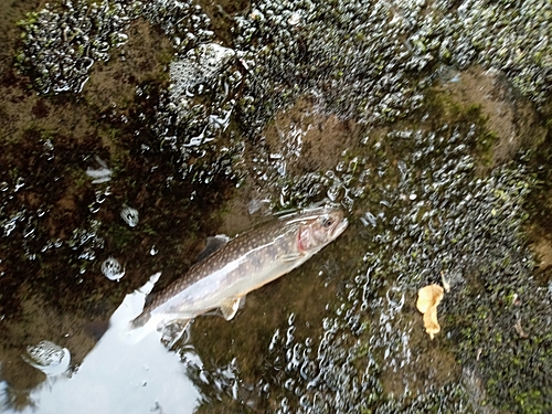 ニッコウイワナの釣果