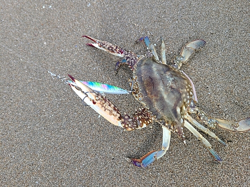 カニの釣果