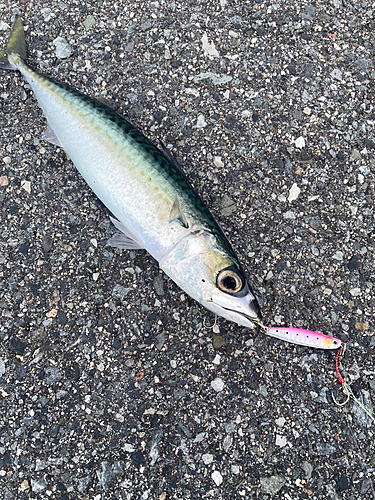 サバの釣果