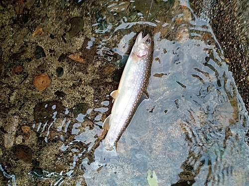 ニッコウイワナの釣果