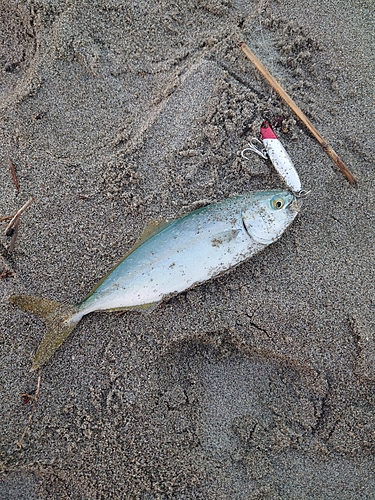 ワカシの釣果